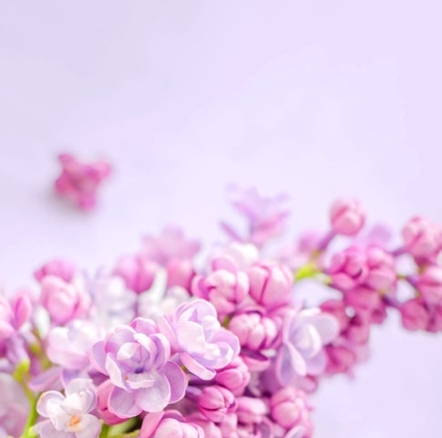 flowers-banner-large-min